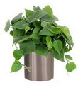 Philodendron Scandens